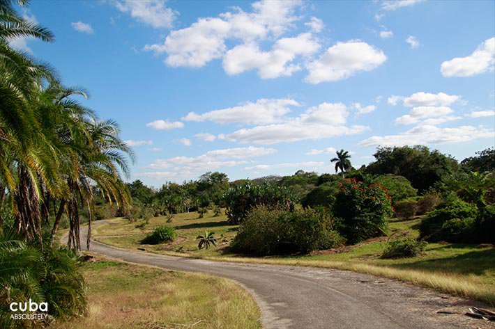 Road with plants on the sides © Cuba Absolutely, 2014