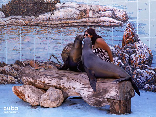 Seals at Acuarium in Miramar © Cuba Absolutely, 2014