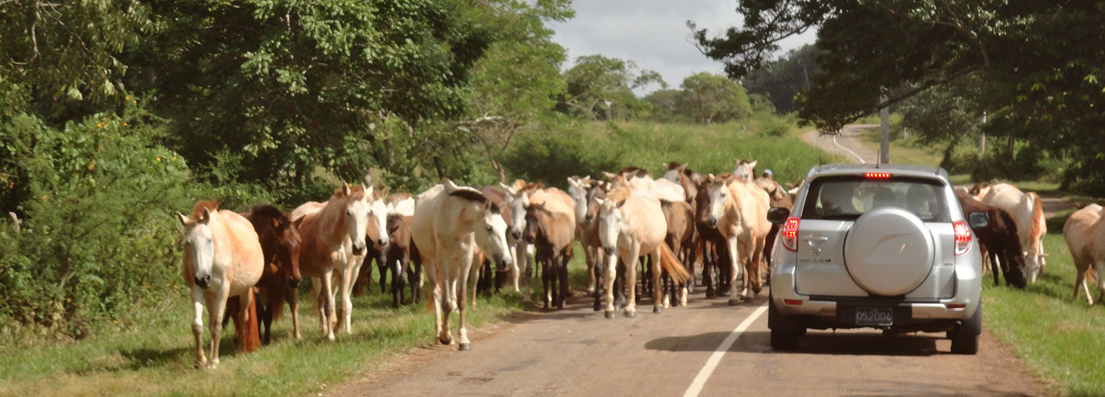 Road with a car surround by cows in Jaruco